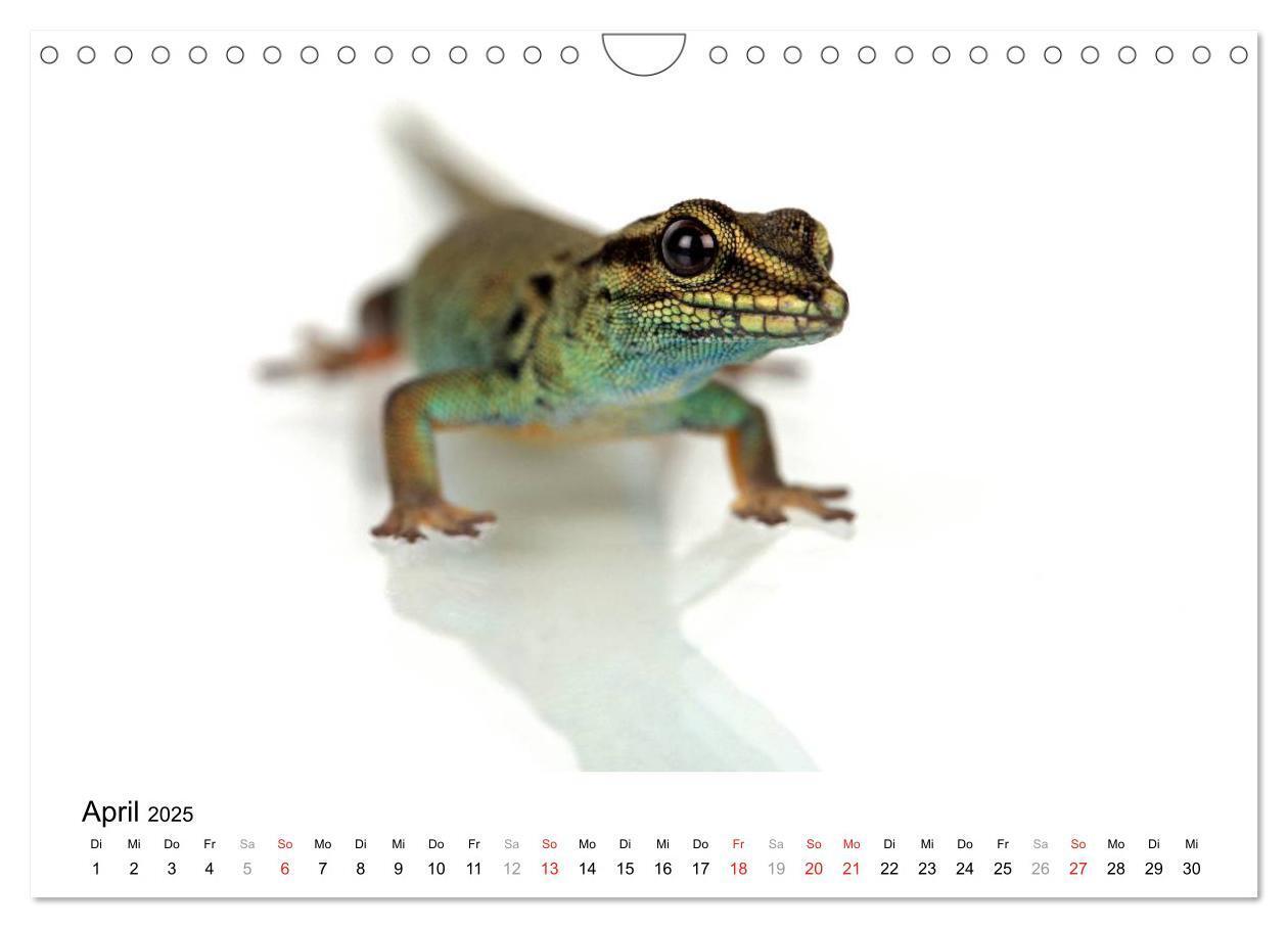 Bild: 9783435819423 | Der kleine Gecko und seine Freunde (Wandkalender 2025 DIN A4 quer),...