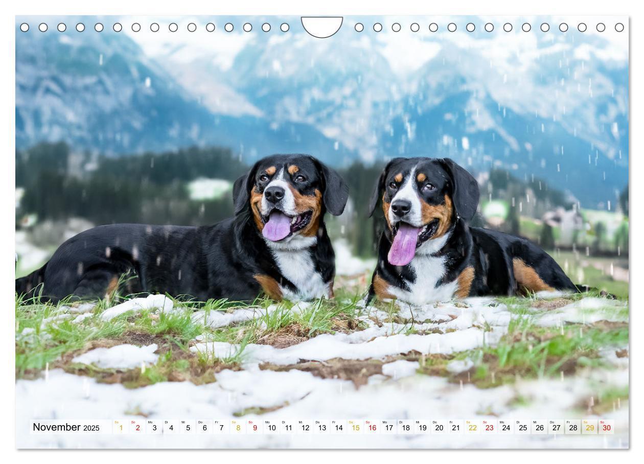 Bild: 9783457198957 | Entlebucher - Temperamentvolle Schweizer Sennenhunde (Wandkalender...