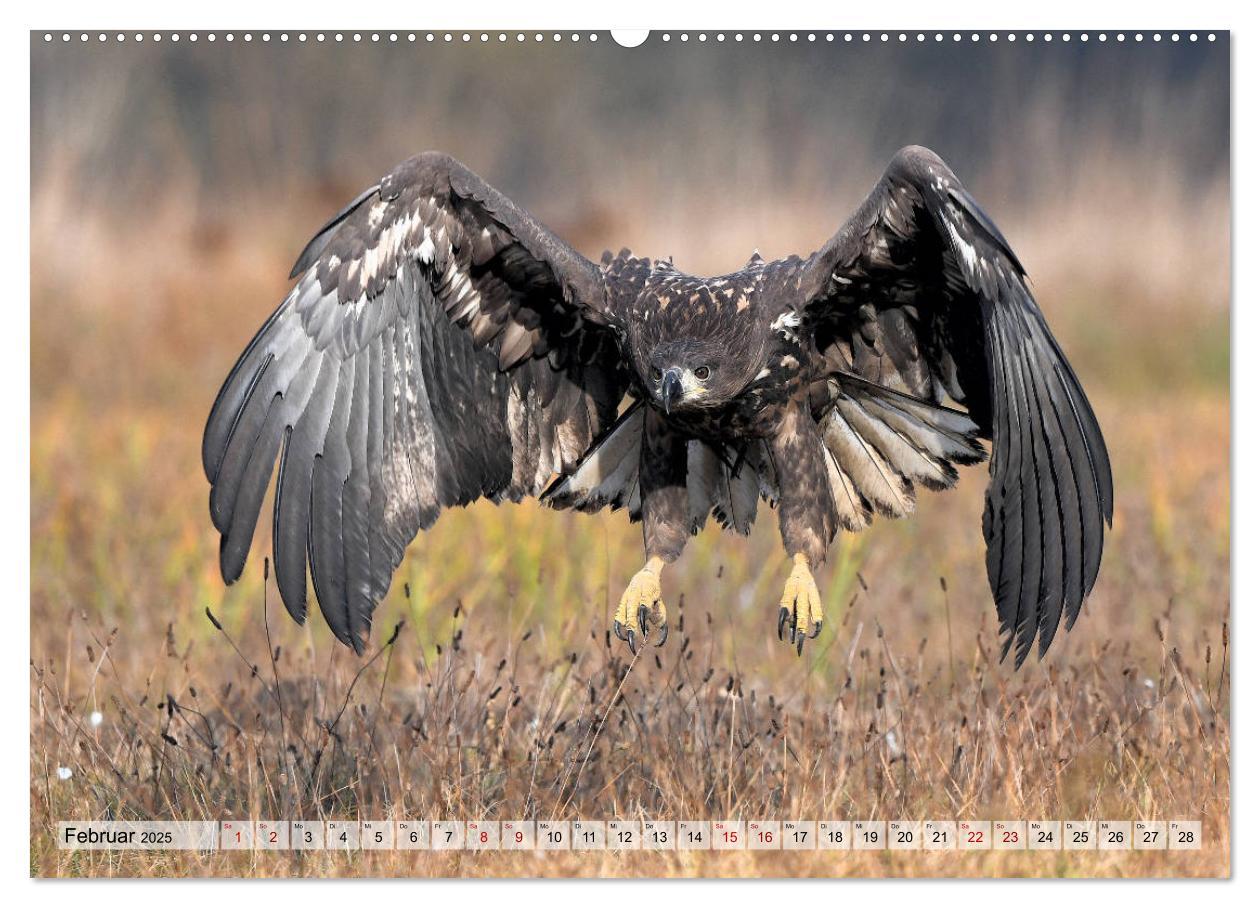 Bild: 9783435230105 | Majestätische Seeadler (Wandkalender 2025 DIN A2 quer), CALVENDO...