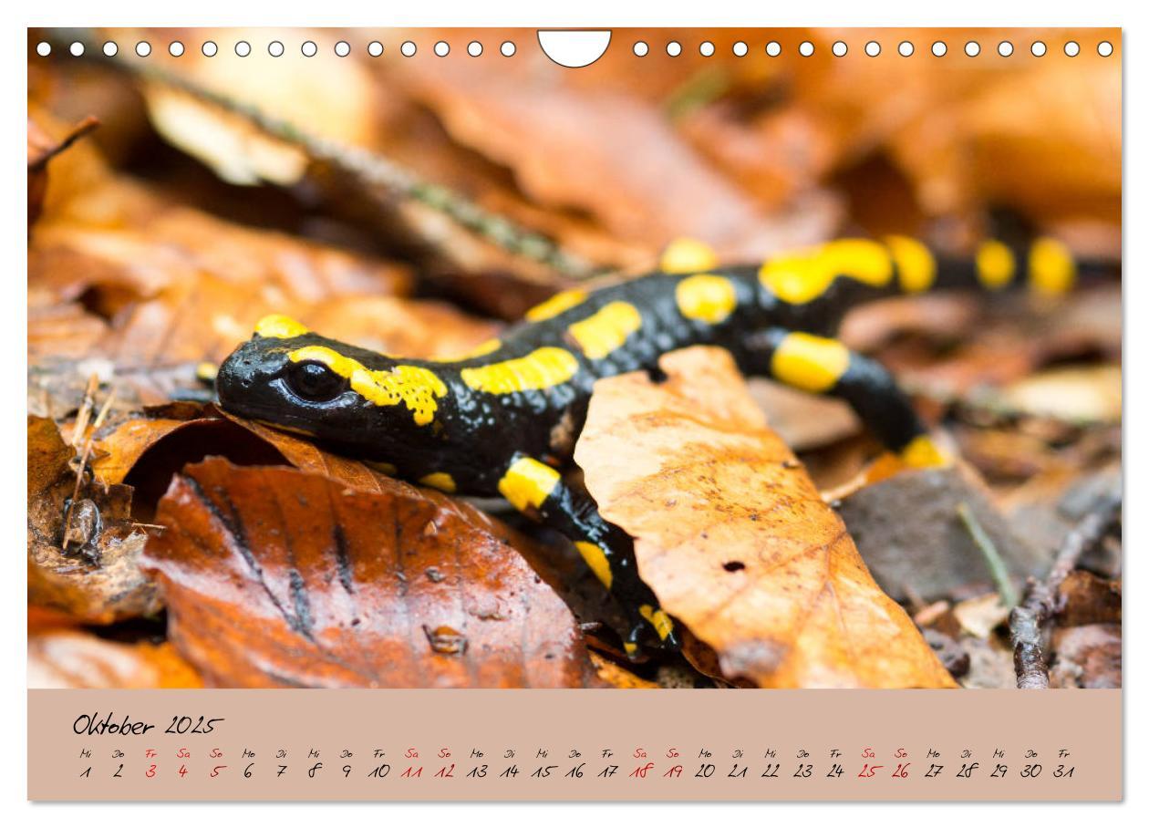 Bild: 9783435173228 | Feuersalamander - Liebenswerte Heimlichtuer (Wandkalender 2025 DIN...