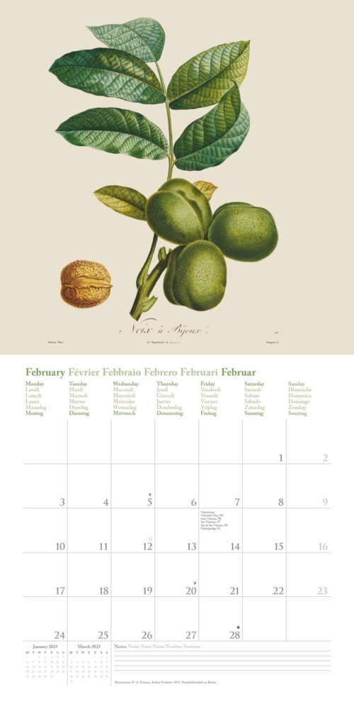 Bild: 4250809652818 | DUMONT - Fruits 2025 Broschürenkalender, 30x30cm, Wandkalender mit...