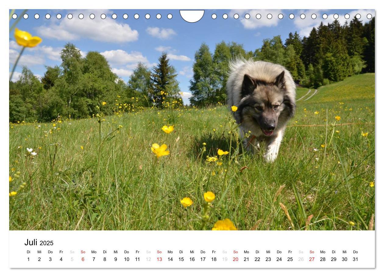 Bild: 9783435805457 | Der Wolfsspitz (Wandkalender 2025 DIN A4 quer), CALVENDO...