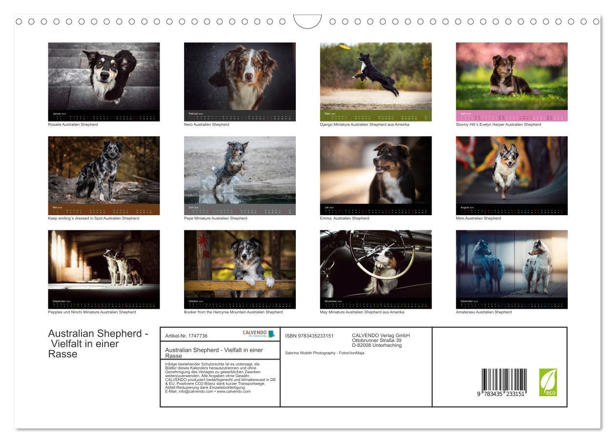 Bild: 9783435233151 | Australian Shepherd - Vielfalt in einer Rasse (Wandkalender 2025...