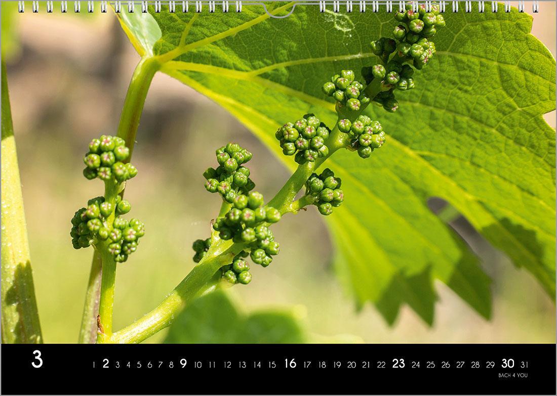 Bild: 9783969031087 | Der Weinkalender 2025, DIN A3 - ein Fotokalender | Peter Bach Jr.