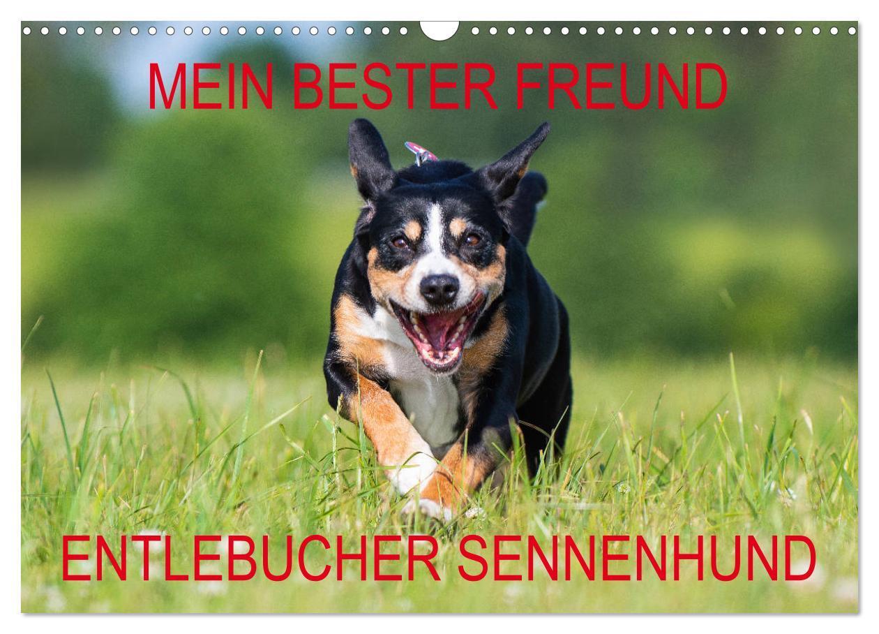 Cover: 9783435313051 | Mein bester Freund - Entlebucher Sennenhund (Wandkalender 2025 DIN...