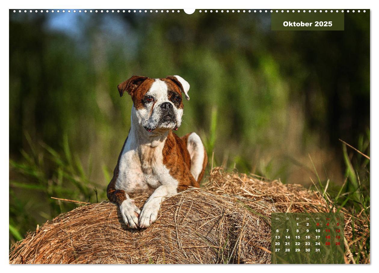 Bild: 9783435110452 | Boxer Frech und fröhlich durch das Jahr (Wandkalender 2025 DIN A2...