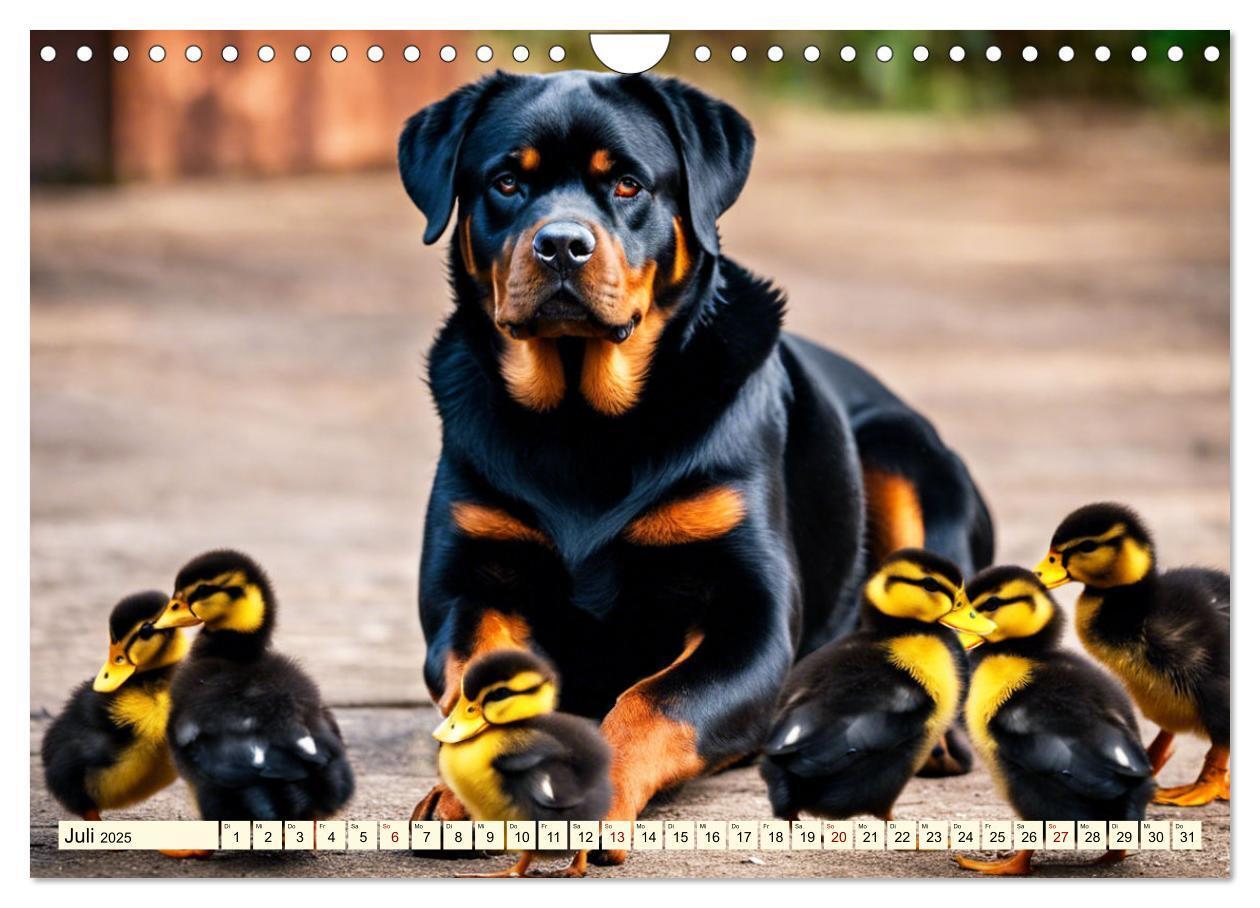 Bild: 9783457128633 | Rottweiler - die Beschützer (Wandkalender 2025 DIN A4 quer),...