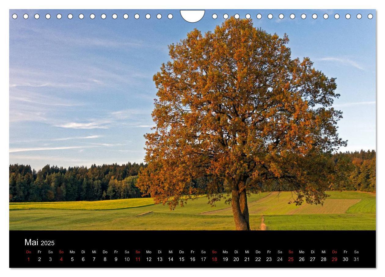 Bild: 9783435537990 | Herbst im Nationalpark Bayerischer Wald (Wandkalender 2025 DIN A4...