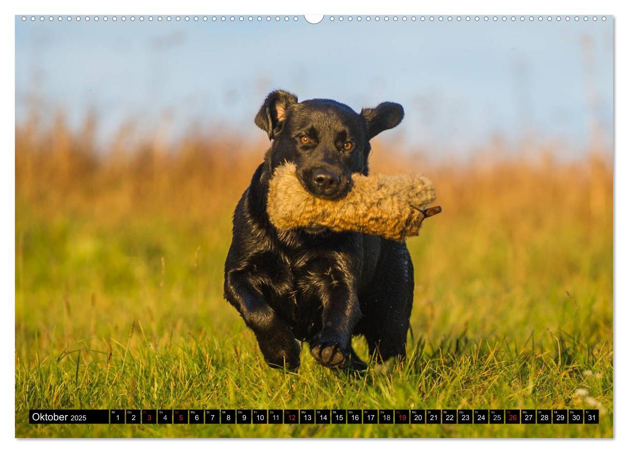 Bild: 9783435640805 | Labrador Retriever - ein Herz auf 4 Pfoten (Wandkalender 2025 DIN...