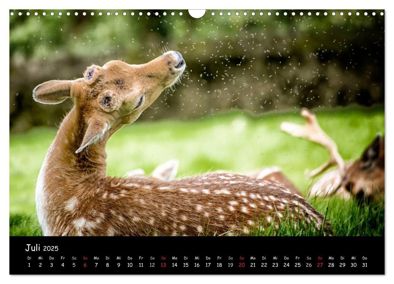 Bild: 9783435608928 | Rehe und Hirsche in freier Natur (Wandkalender 2025 DIN A3 quer),...