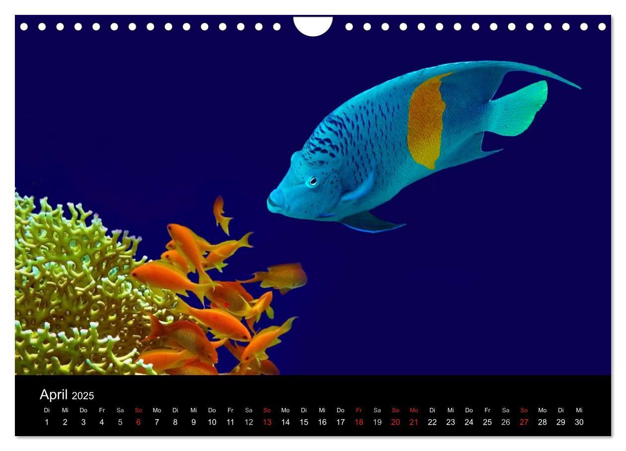 Bild: 9783435659609 | Träume unter Wasser (Wandkalender 2025 DIN A4 quer), CALVENDO...