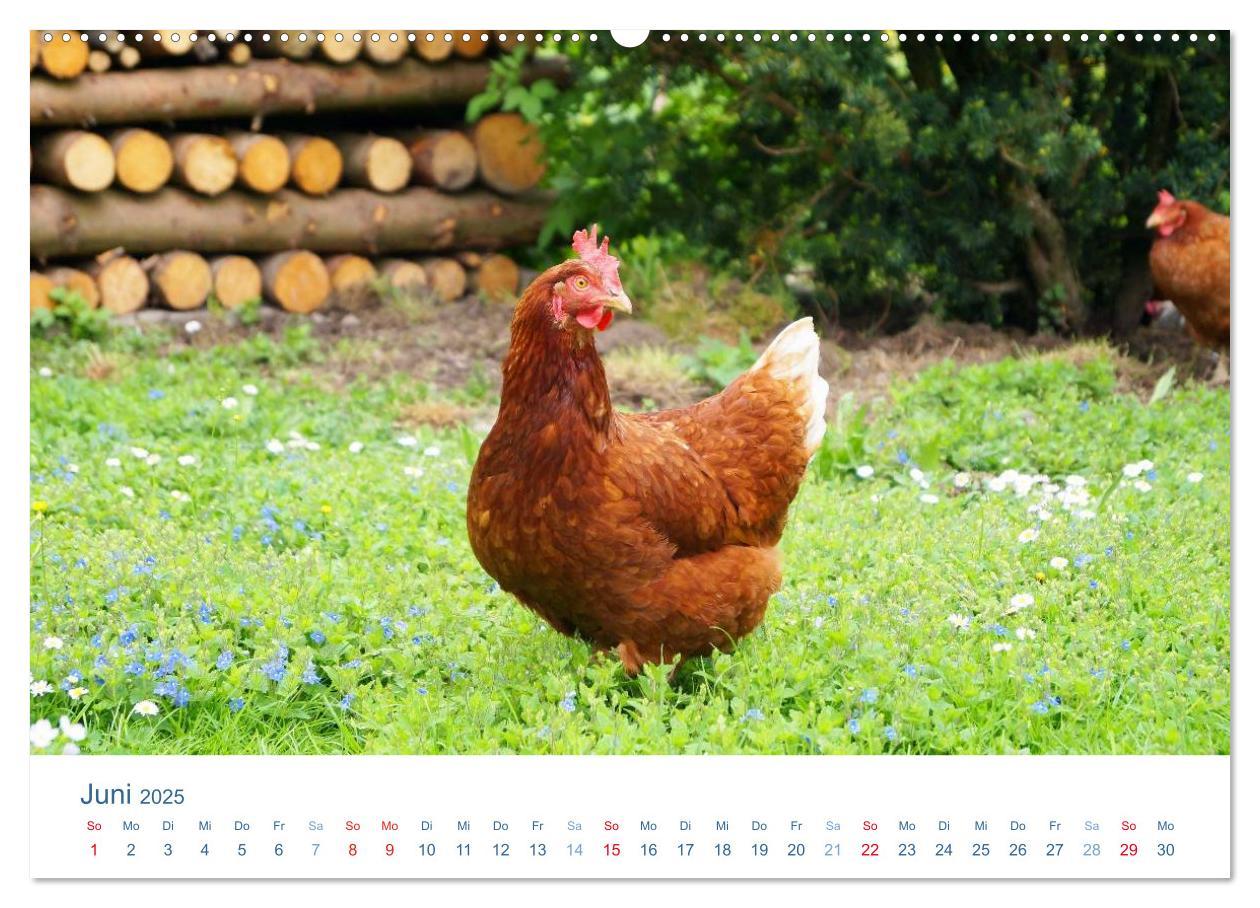 Bild: 9783435493630 | Tierisches Leben auf dem Bauernhof 2025 (Wandkalender 2025 DIN A2...