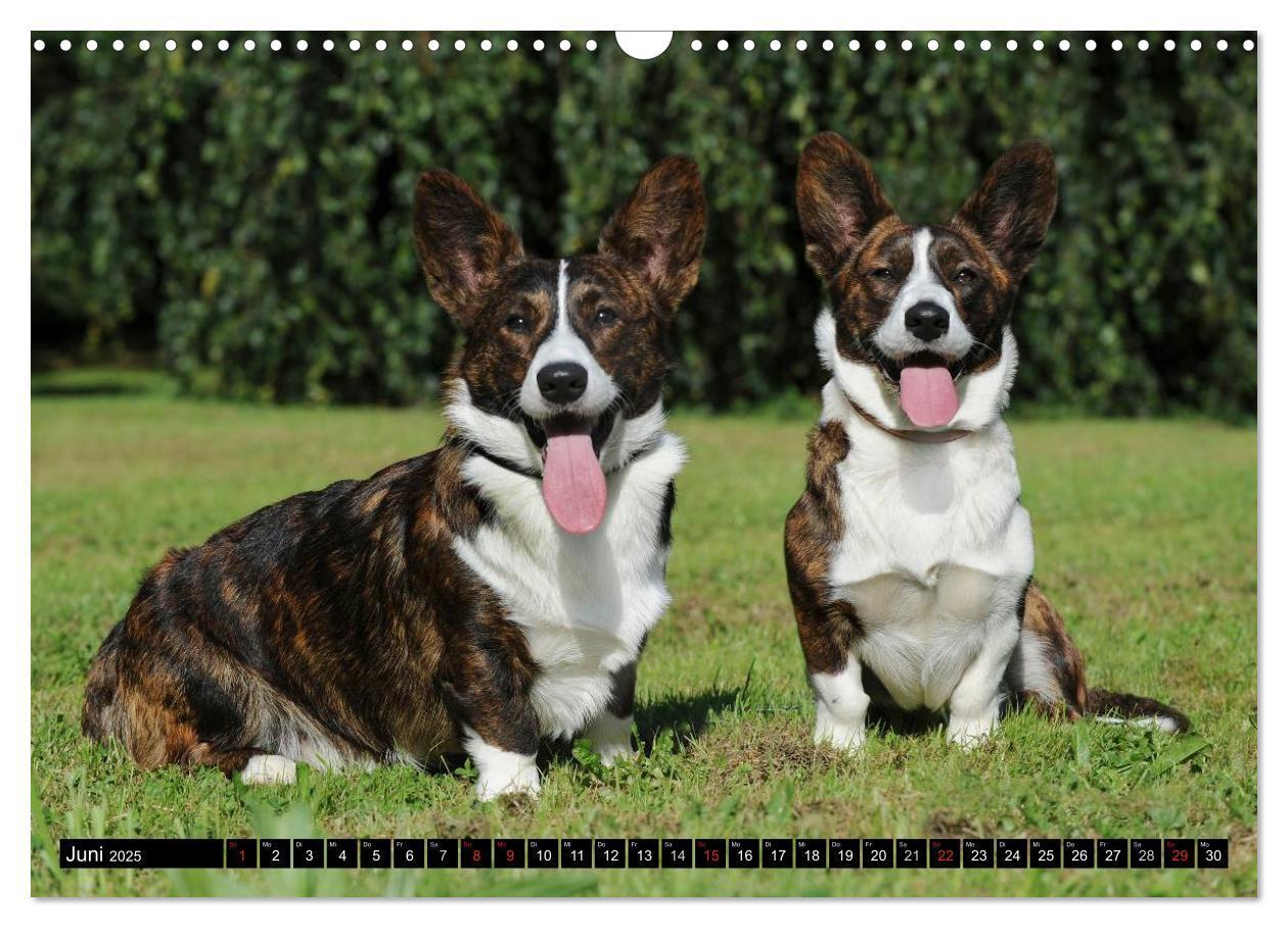 Bild: 9783435670734 | Welsh Corgi - Kobold auf 4 Pfoten (Wandkalender 2025 DIN A3 quer),...