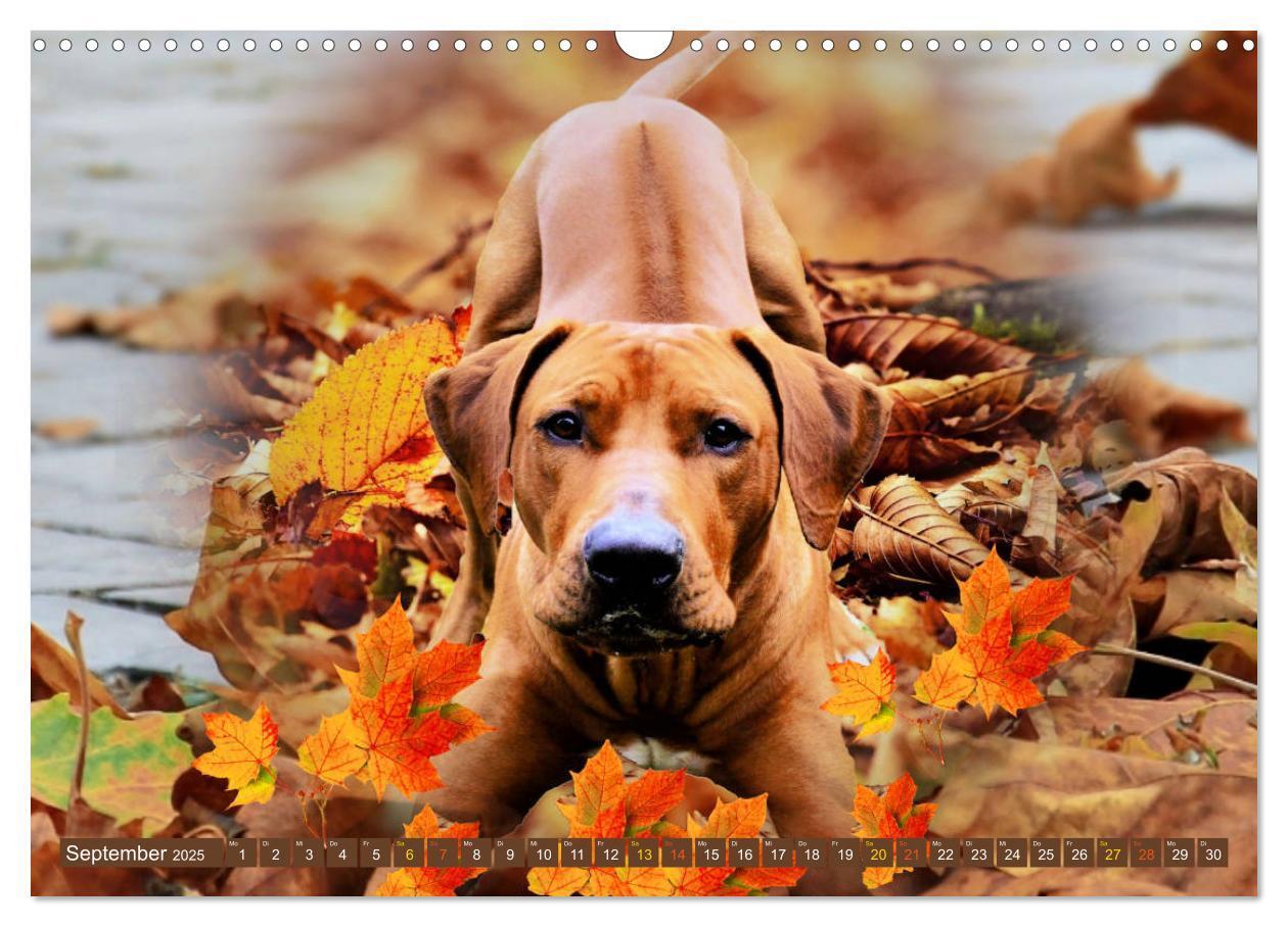 Bild: 9783435264797 | Rhodesian Ridgeback Augen-Blicke (Wandkalender 2025 DIN A3 quer),...