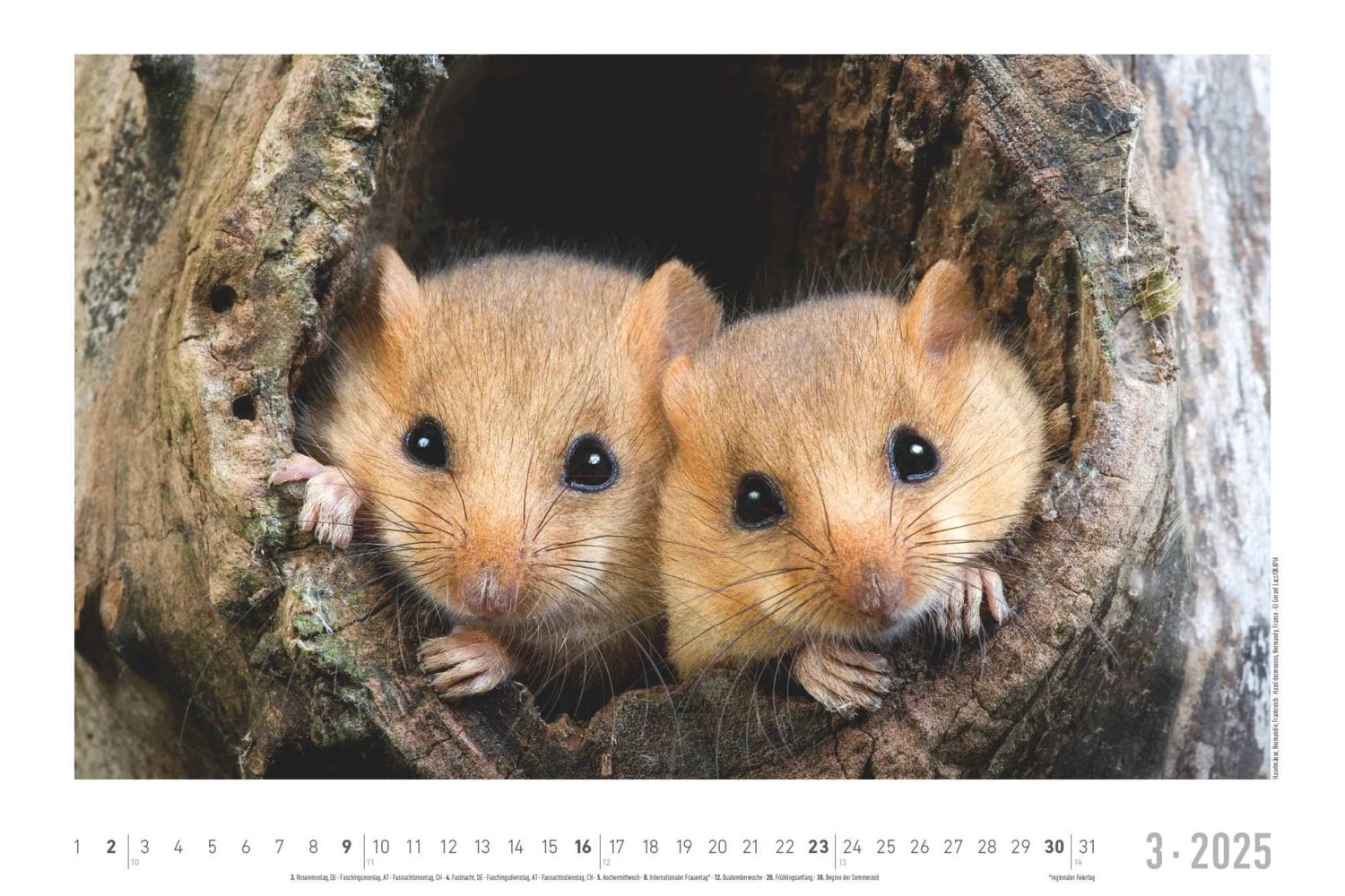 Bild: 4251732342197 | Alpha Edition - Lebensraum Wald 2025 Wandkalender, 49,5x33cm,...