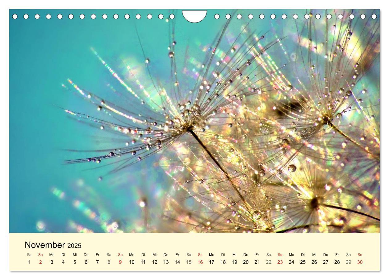 Bild: 9783435746910 | Naturjuwel Pusteblume (Wandkalender 2025 DIN A4 quer), CALVENDO...