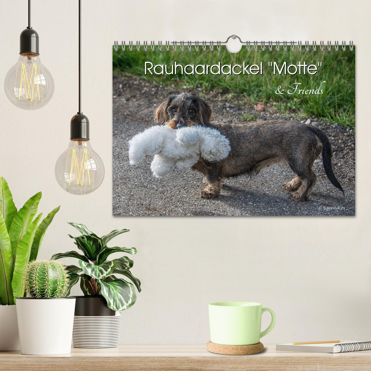 Bild: 9783435282838 | Rauhaardackel Motte &amp; Friends (Wandkalender 2025 DIN A4 quer),...