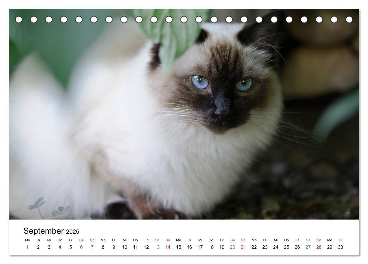 Bild: 9783435705290 | Rassekatzen 2025 (Tischkalender 2025 DIN A5 quer), CALVENDO...