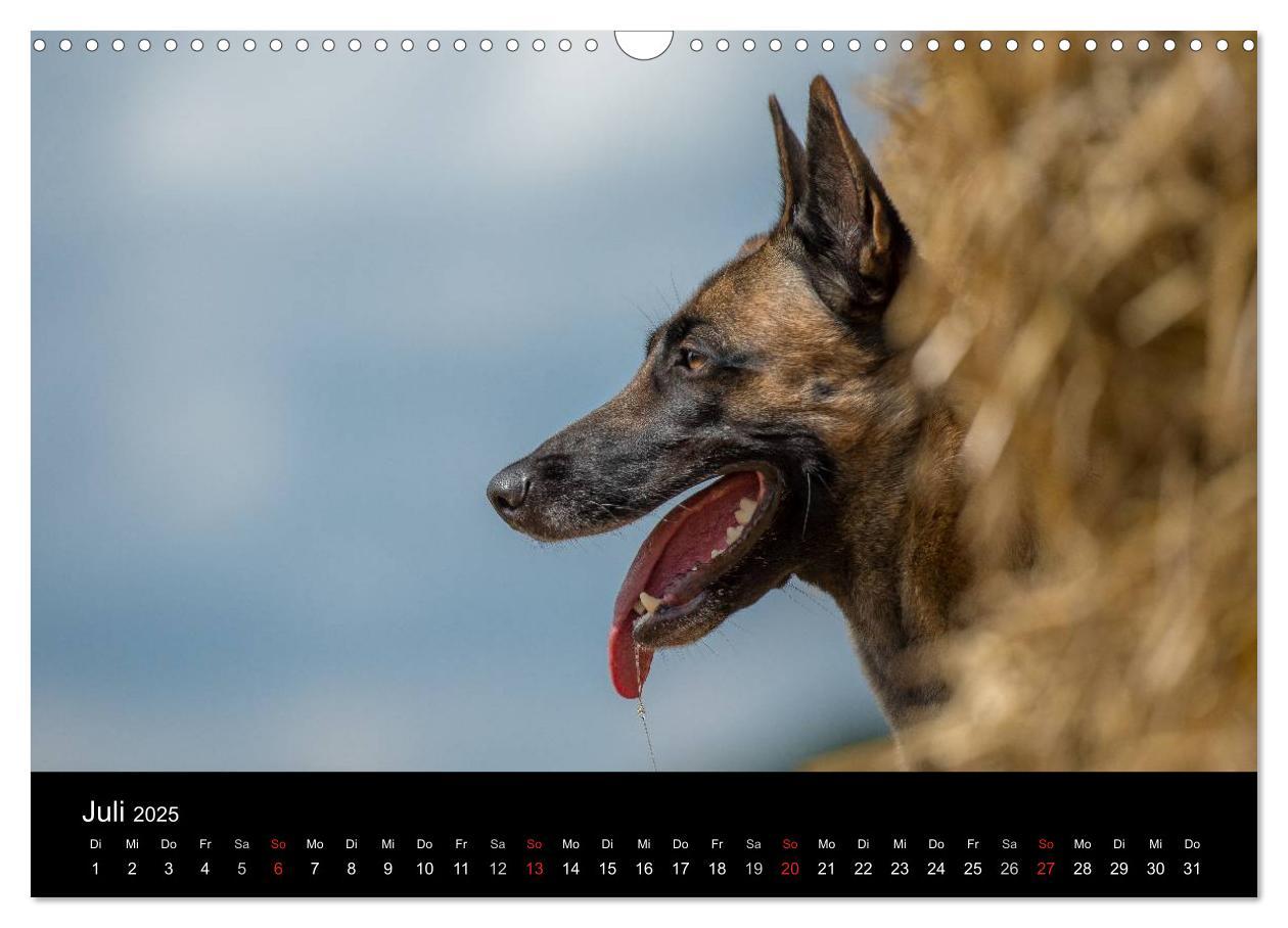 Bild: 9783435631445 | Belgischer Schäferhund - Der Malinois in Action (Wandkalender 2025...