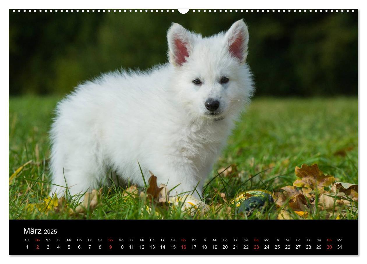 Bild: 9783435758722 | Weißer Schweizer Schäferhund - Ein Tag im Leben einer Hundefamilie...