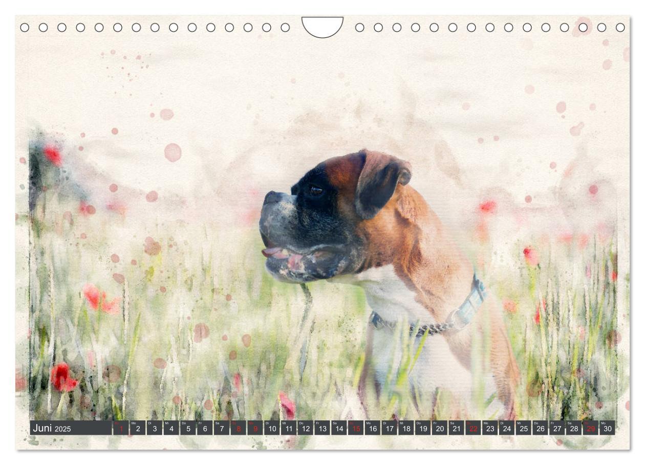 Bild: 9783435134700 | Boxer Photo&amp;Kunst (Wandkalender 2025 DIN A4 quer), CALVENDO...