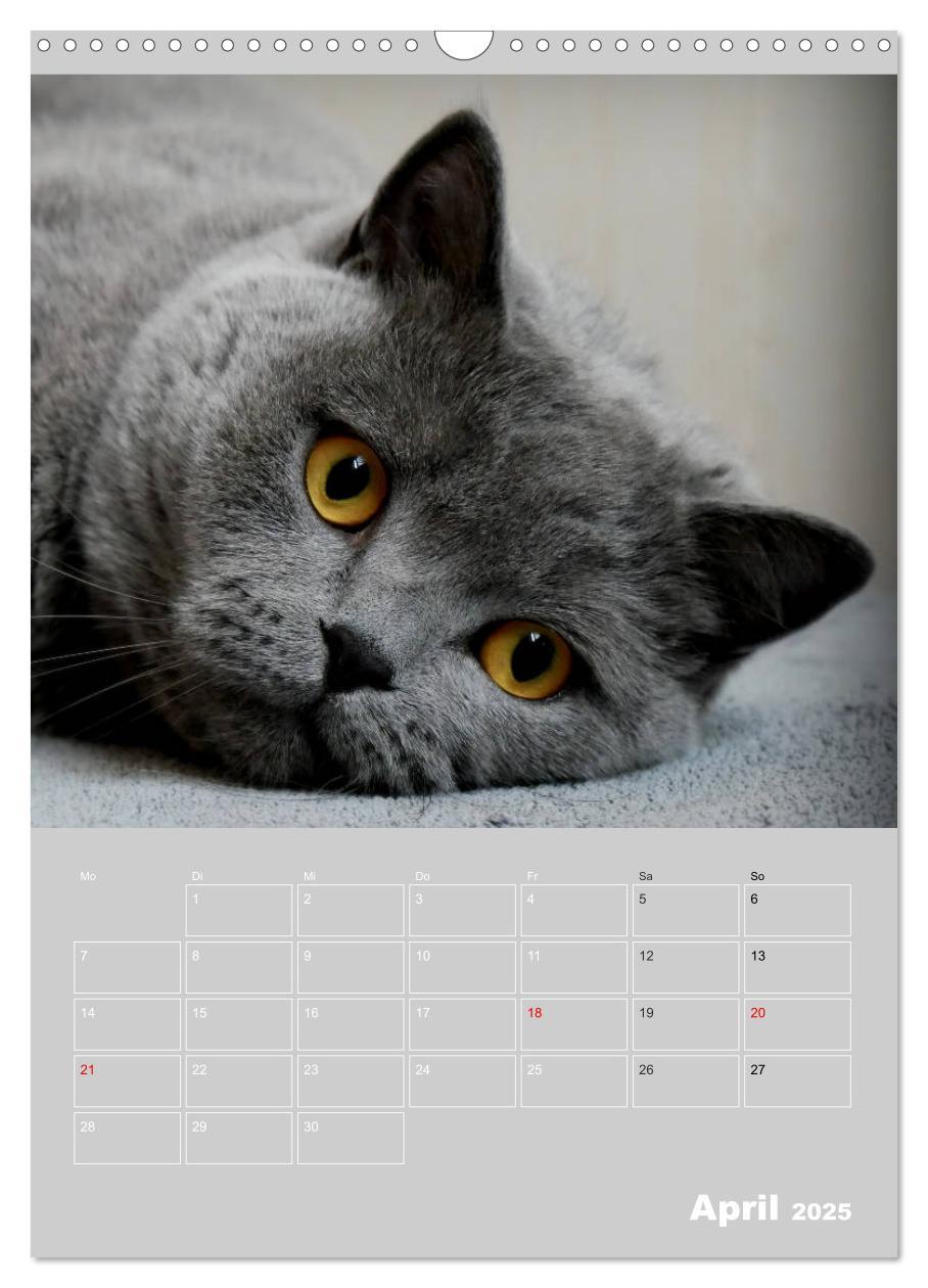 Bild: 9783435992072 | Graue Engel - Britischkurzhaar-Katzen (Wandkalender 2025 DIN A3...