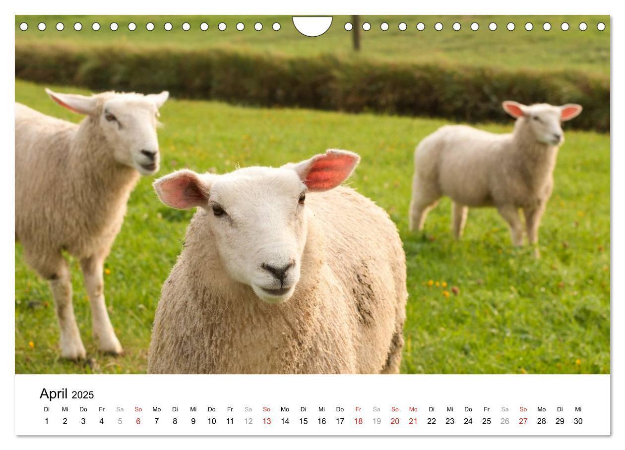 Bild: 9783435570386 | Hallig Hooge - zwischen Himmel und Erde (Wandkalender 2025 DIN A4...