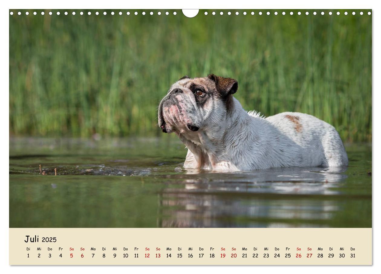 Bild: 9783435448050 | Englische Bulldoggen (Wandkalender 2025 DIN A3 quer), CALVENDO...