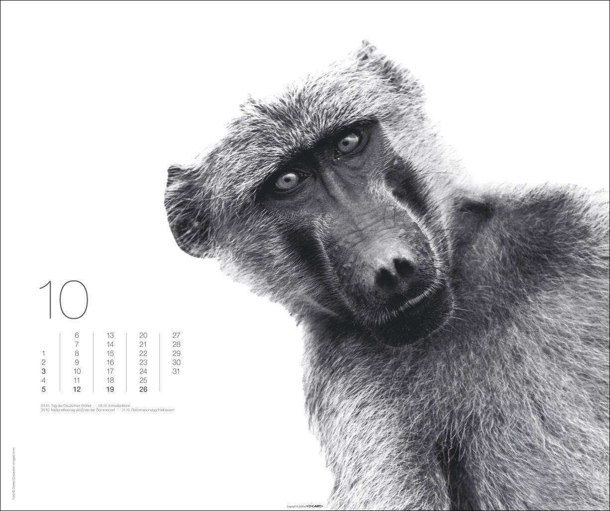 Bild: 9783839901328 | Black &amp; White Animals 2025 | Kalender | Spiralbindung | 14 S. | 2025