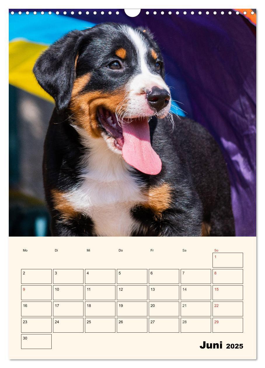 Bild: 9783435936571 | Appenzeller Sennenhund - Mit Plan durch das Jahr (Wandkalender 2025...