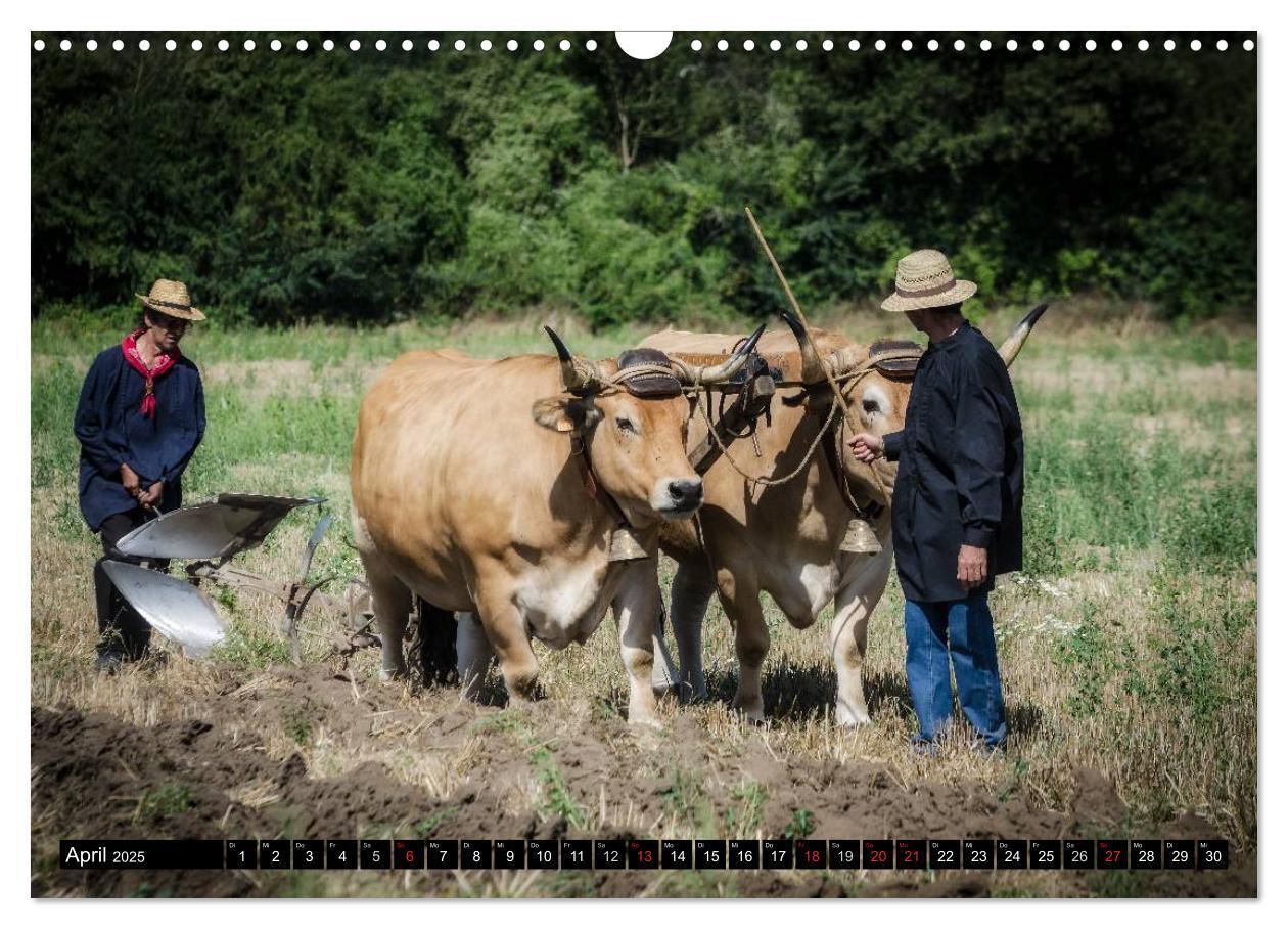 Bild: 9783435641154 | Landwirtschaft - Bilder von einst (Wandkalender 2025 DIN A3 quer),...