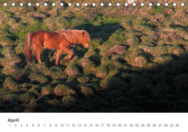 Bild: 9783664659449 | Islandpferde: Gefährten der Wikinger (Tischkalender immerwährend...