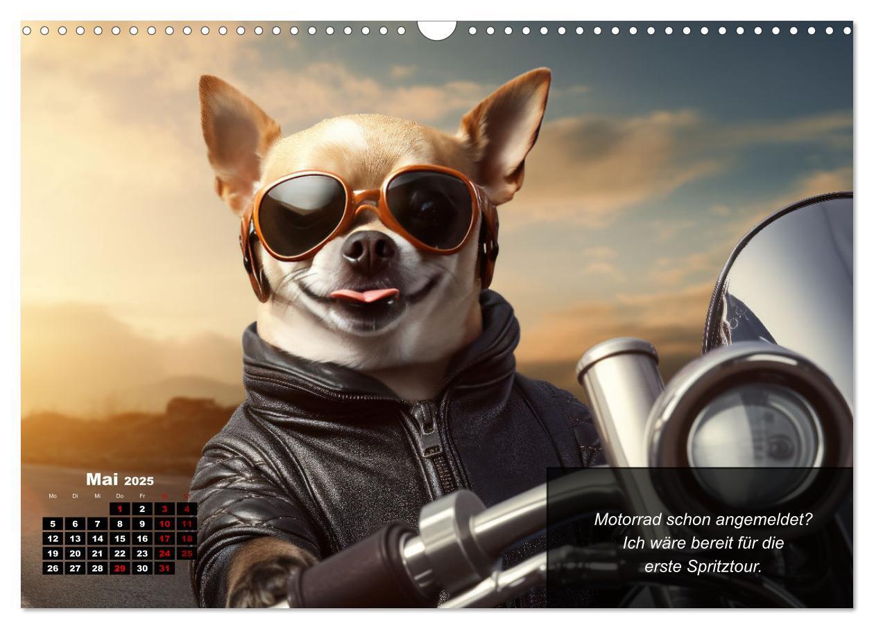 Bild: 9783457129425 | Lustige Chihuahua-Momente (Wandkalender 2025 DIN A3 quer), CALVENDO...