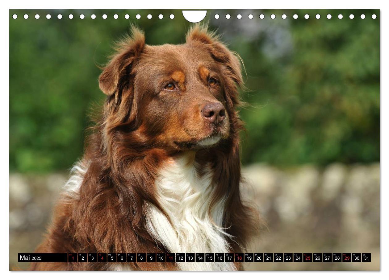 Bild: 9783435571451 | Bekannt wie ein bunter Hund. Australian Shepherd (Wandkalender 2025...