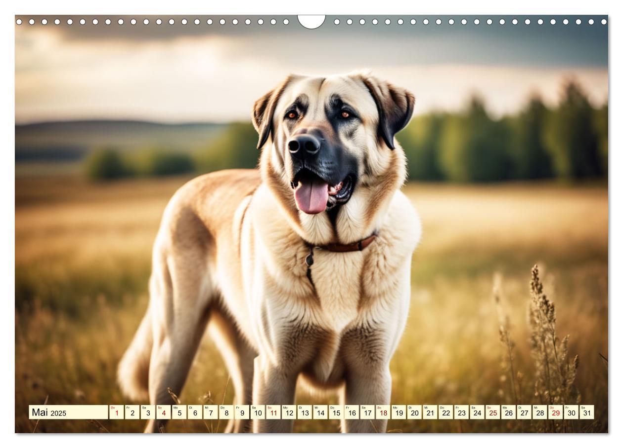 Bild: 9783457130704 | Kangal - der starke Herdenschutzhund (Wandkalender 2025 DIN A3...