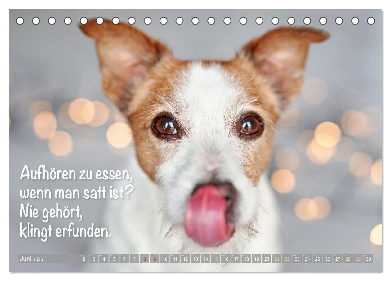 Bild: 9783457199855 | Jack Russell Terrier: flink und verspielt (Tischkalender 2025 DIN...