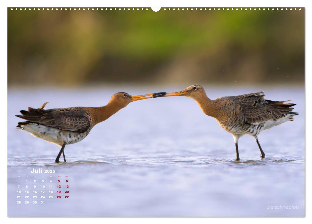 Bild: 9783435379392 | Wattvögel an der Friesischen IJsselmeerküste (Wandkalender 2025 DIN...