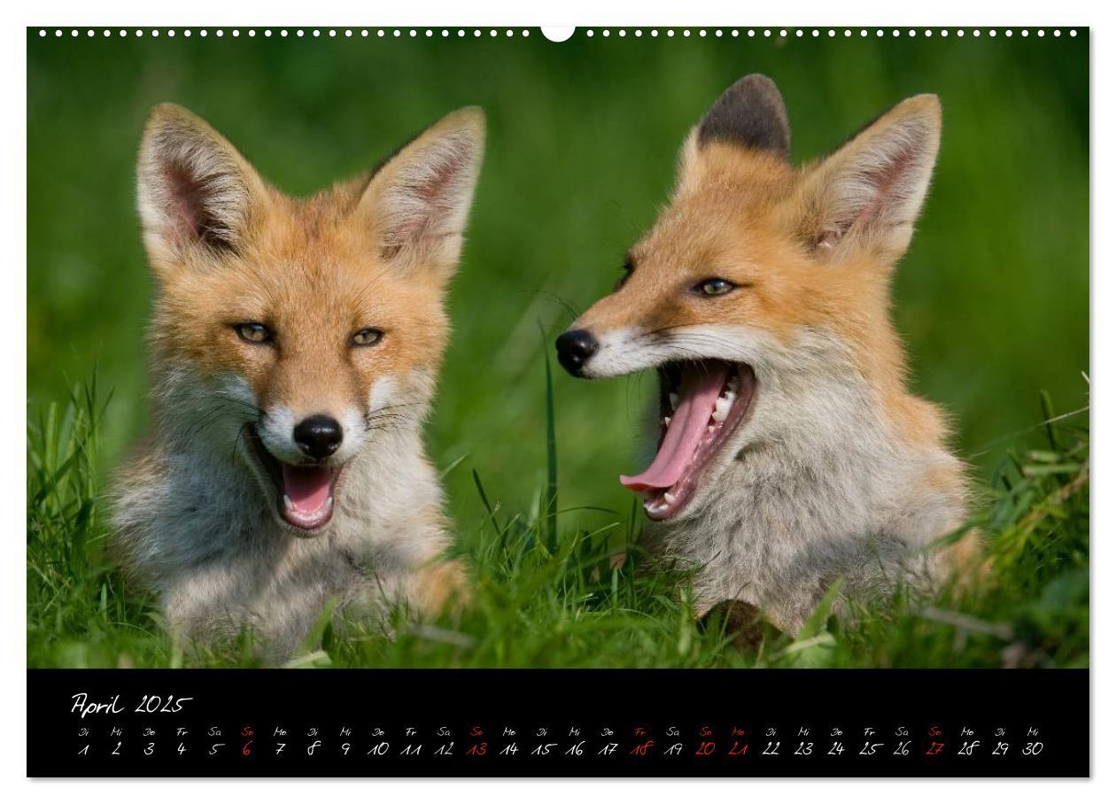 Bild: 9783435823307 | Rotfuchs - Impressionen (Wandkalender 2025 DIN A2 quer), CALVENDO...