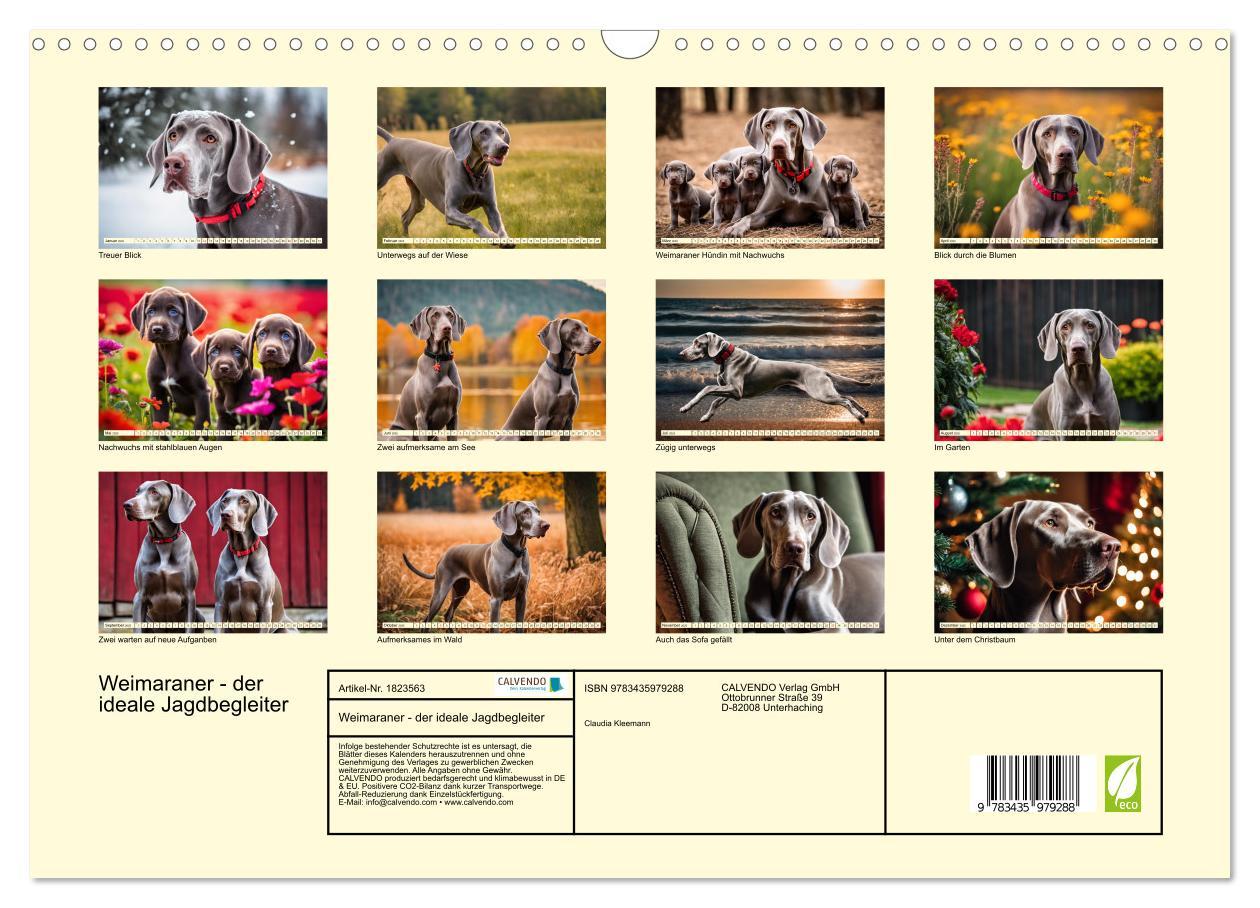 Bild: 9783435979288 | Weimaraner - der ideale Jagdbegleiter (Wandkalender 2025 DIN A3...