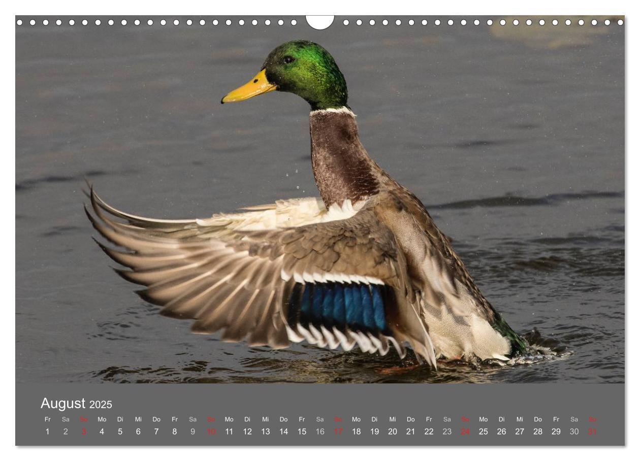 Bild: 9783435516889 | Der Federsee - Vogelparadies in Oberschwaben (Wandkalender 2025 DIN...