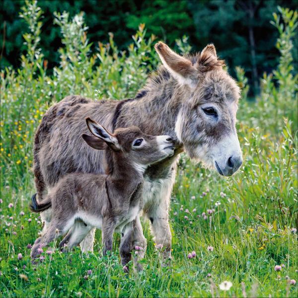 Bild: 9783731876427 | Tiere auf dem Bauernhof 2025 | Verlag Korsch | Kalender | 13 S. | 2025