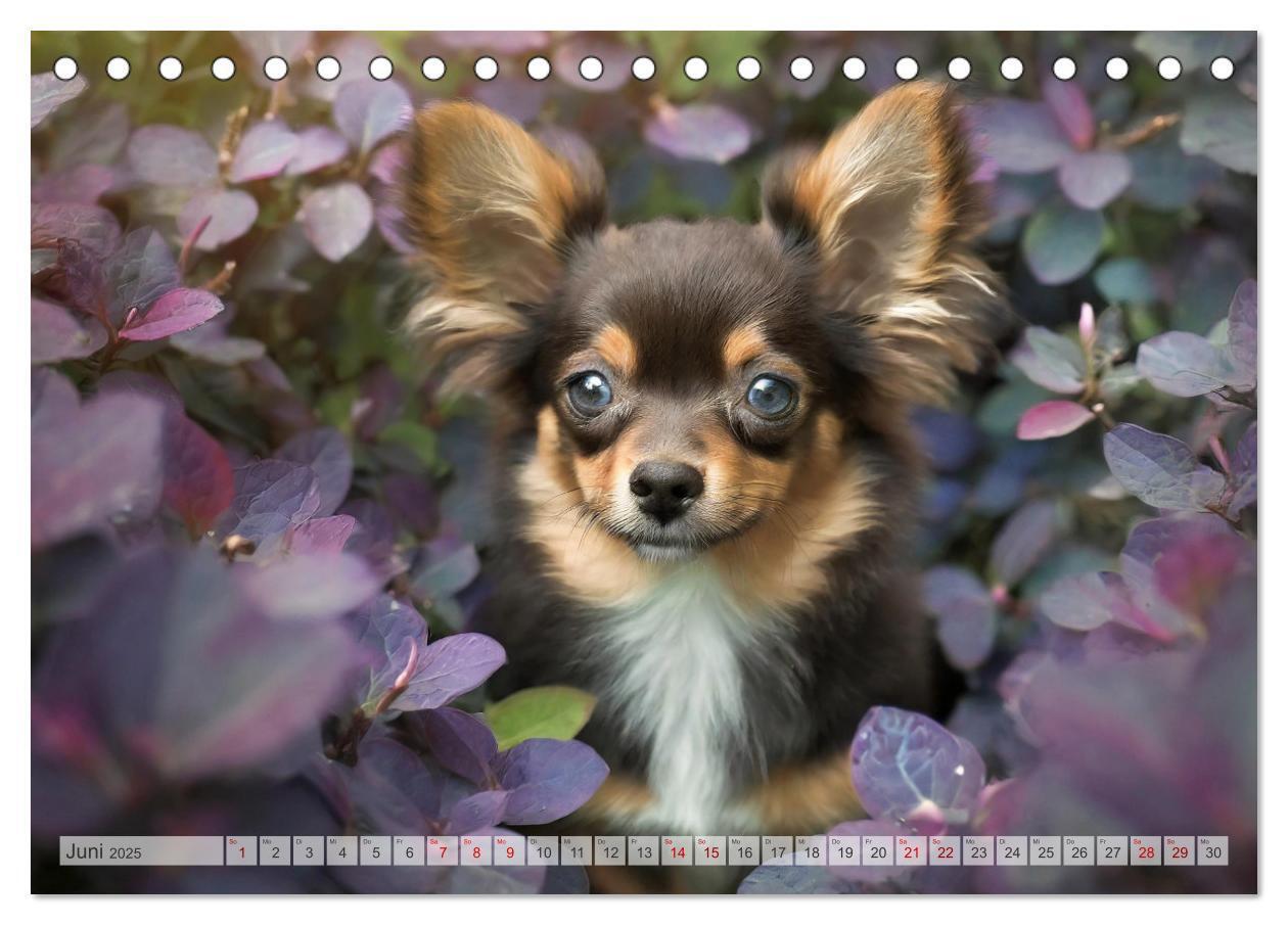 Bild: 9783383811661 | Chihuahuas - Kleine Hunde - große Temperamentbündel (Tischkalender...