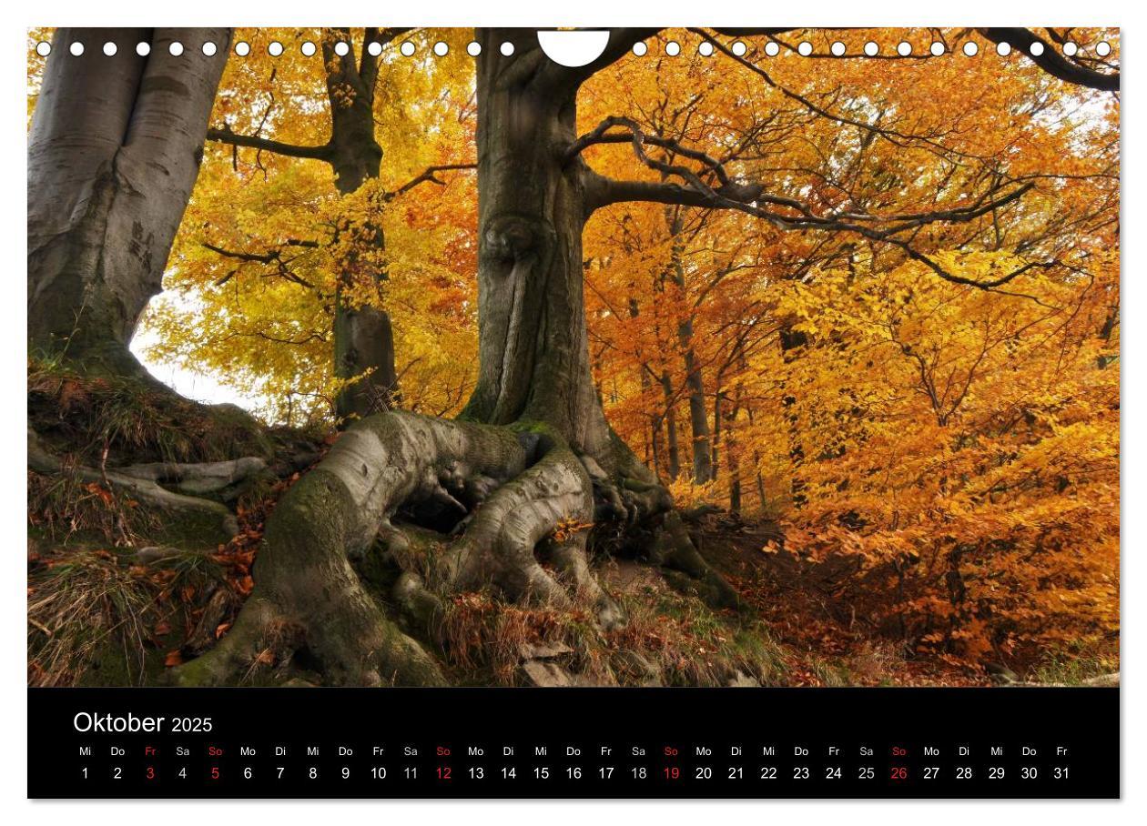 Bild: 9783435837137 | Wurzelwerke (Wandkalender 2025 DIN A4 quer), CALVENDO Monatskalender