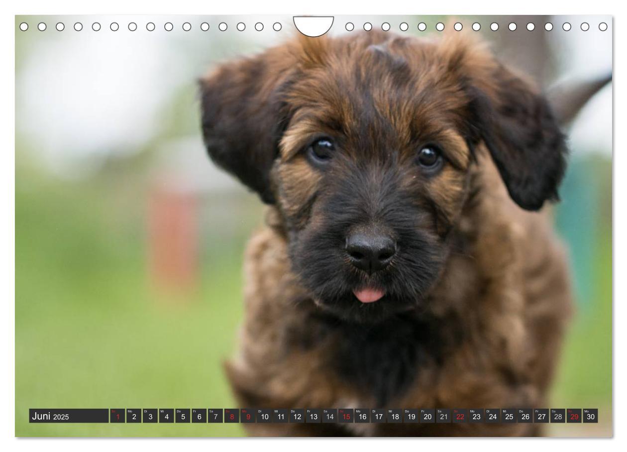 Bild: 9783435463350 | Briard-Welpen - Knuddelbären zum Verlieben (Wandkalender 2025 DIN...