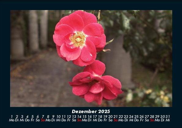 Bild: 9783755986577 | Blumenkalender 2025 Fotokalender DIN A5 | Tobias Becker | Kalender