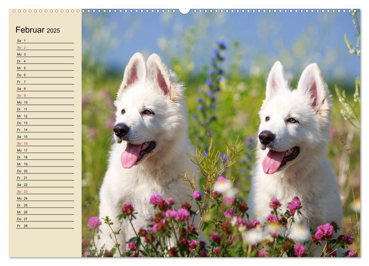 Bild: 9783435514786 | Beste Freunde. Bezaubernde Tierfreundschaften (Wandkalender 2025...