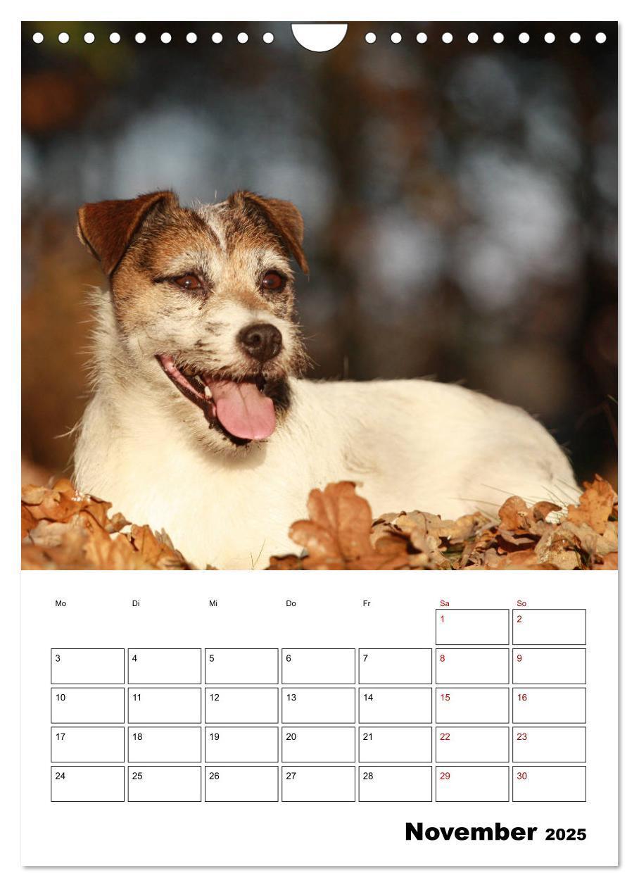 Bild: 9783435996063 | Tender Fellows - Parson Russell Terrier (Wandkalender 2025 DIN A4...