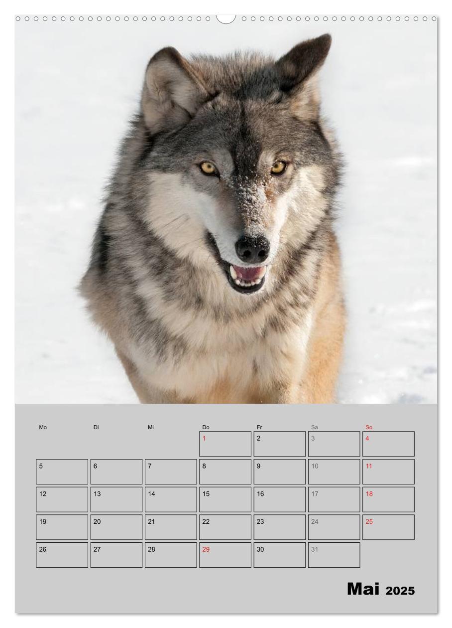 Bild: 9783457007143 | Wolf-Gesichter (hochwertiger Premium Wandkalender 2025 DIN A2...