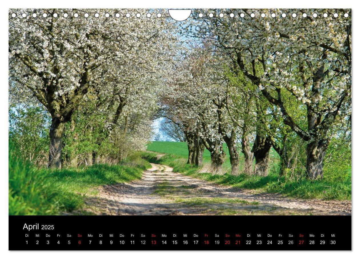 Bild: 9783435812363 | Baum-Variationen (Wandkalender 2025 DIN A4 quer), CALVENDO...