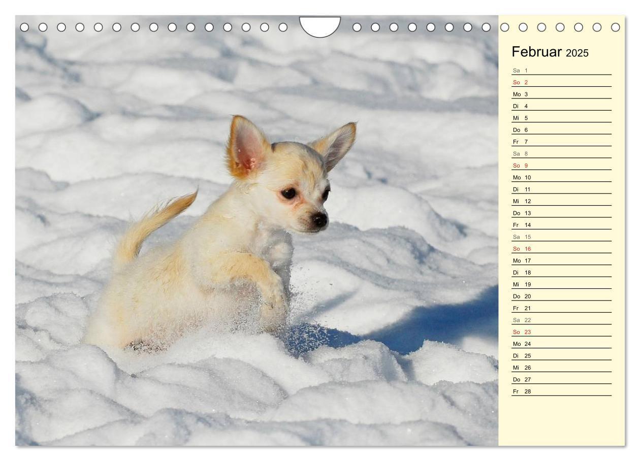 Bild: 9783435541546 | Chihuahua - Kleine Hunde ganz groß (Wandkalender 2025 DIN A4 quer),...